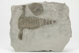 Eurypterus (Sea Scorpion) Fossil - New York #206610-1